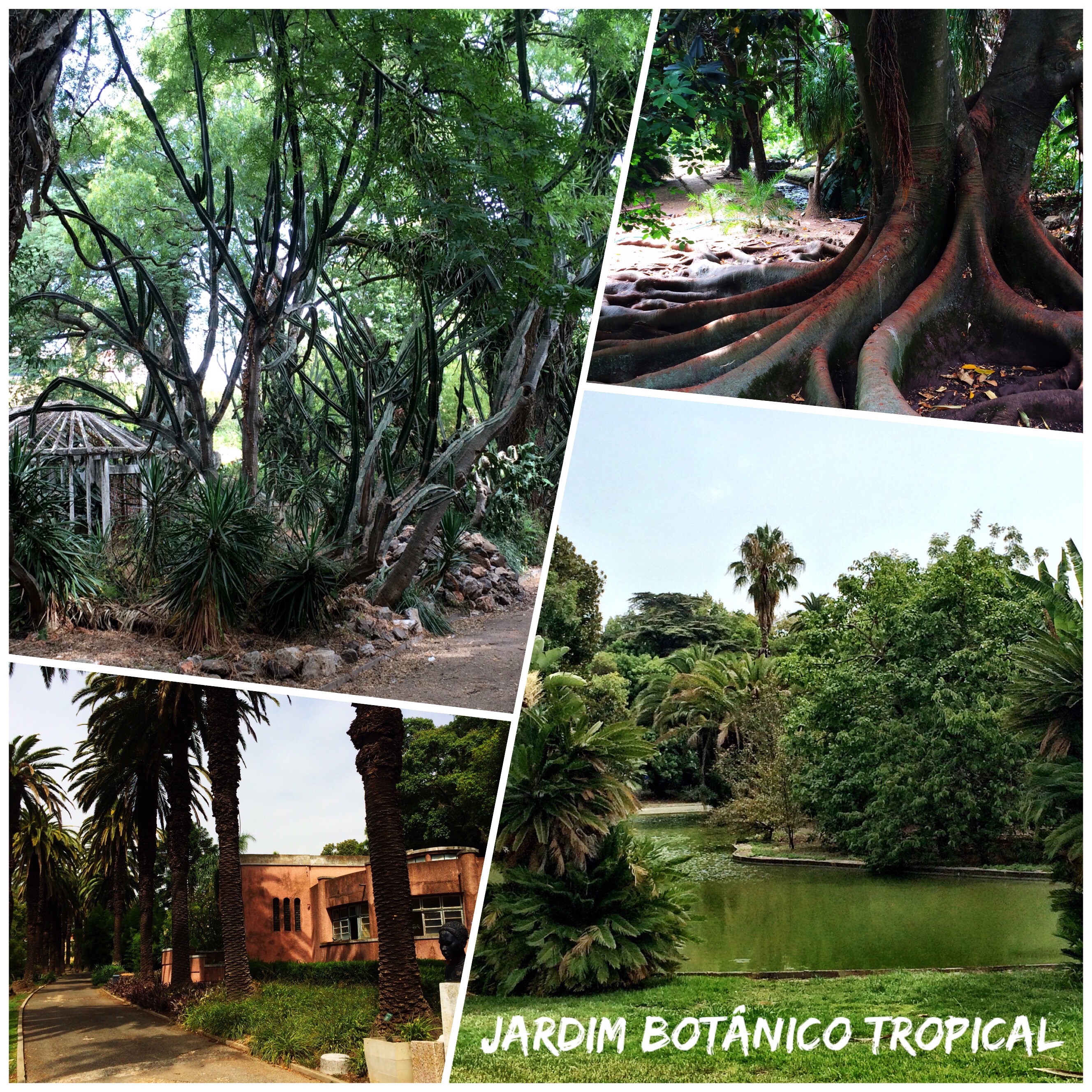 Botanical Gardens Of Lisbon Springhill Stories